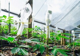 CÔNG TY CỔ PHẦN SÂM NGỌC LINH TU MƠ RÔNG KON TUM